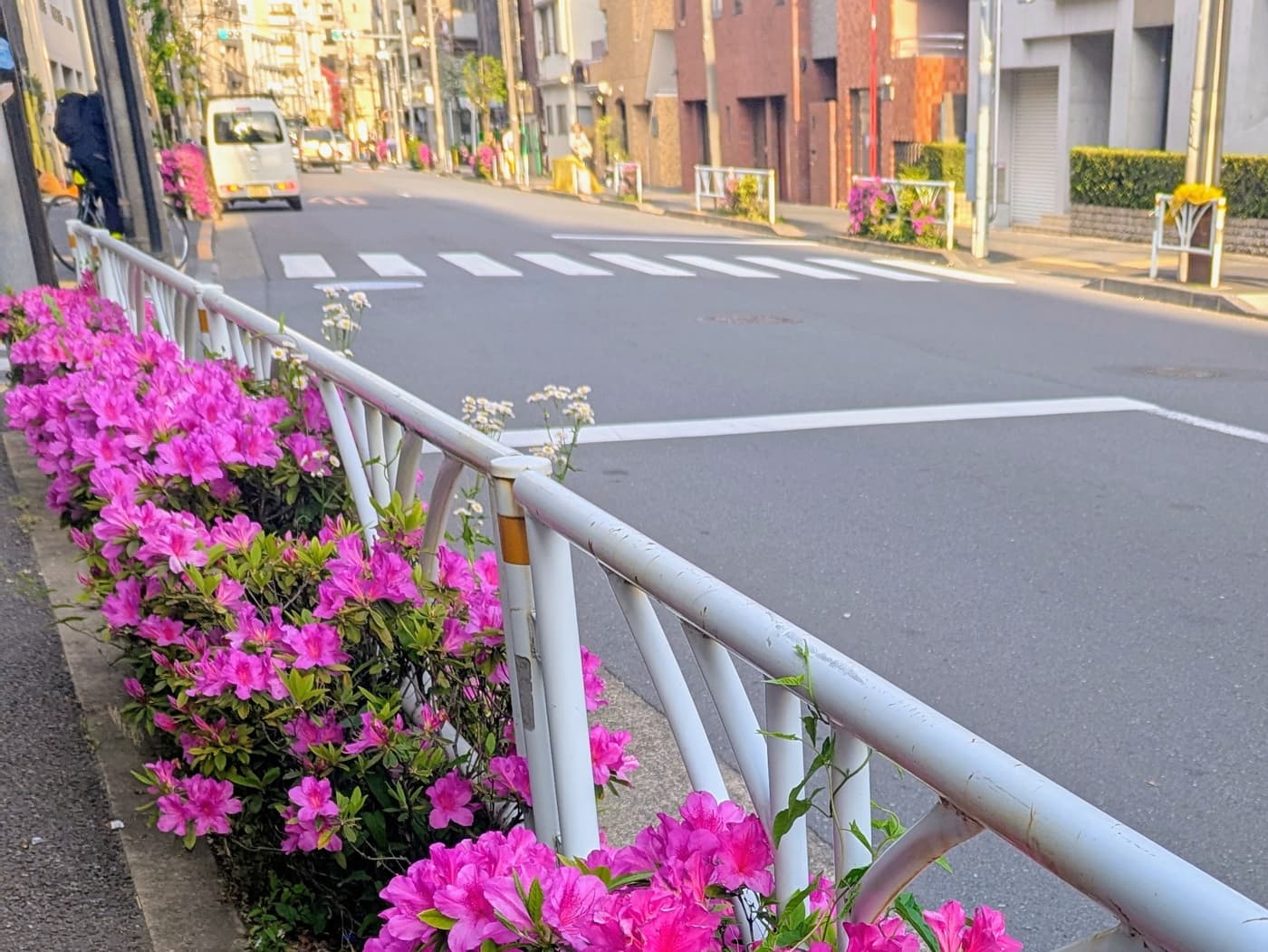 2026年のツツジは開花が早め、4月下旬には開花ピークを過ぎつつある